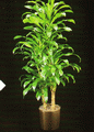 Dracaena Deremensis